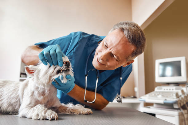 Best Walk-In Emergency Dentist in Waterloo, NE